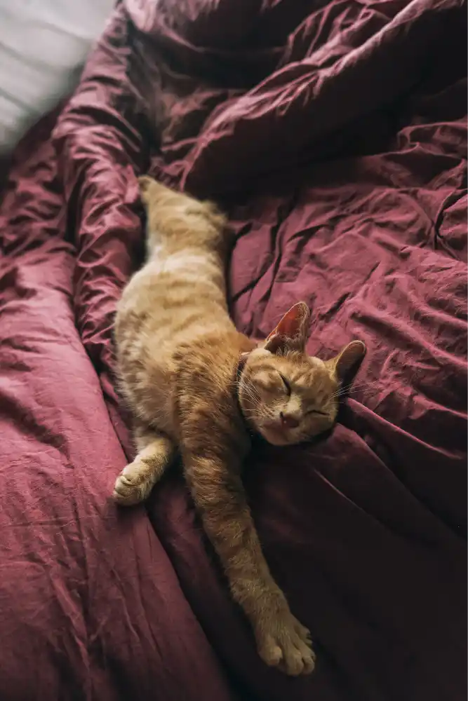 Schlafende Katze